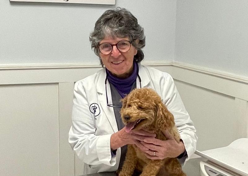 Chester Veterinary Clinic Chester veterinarians